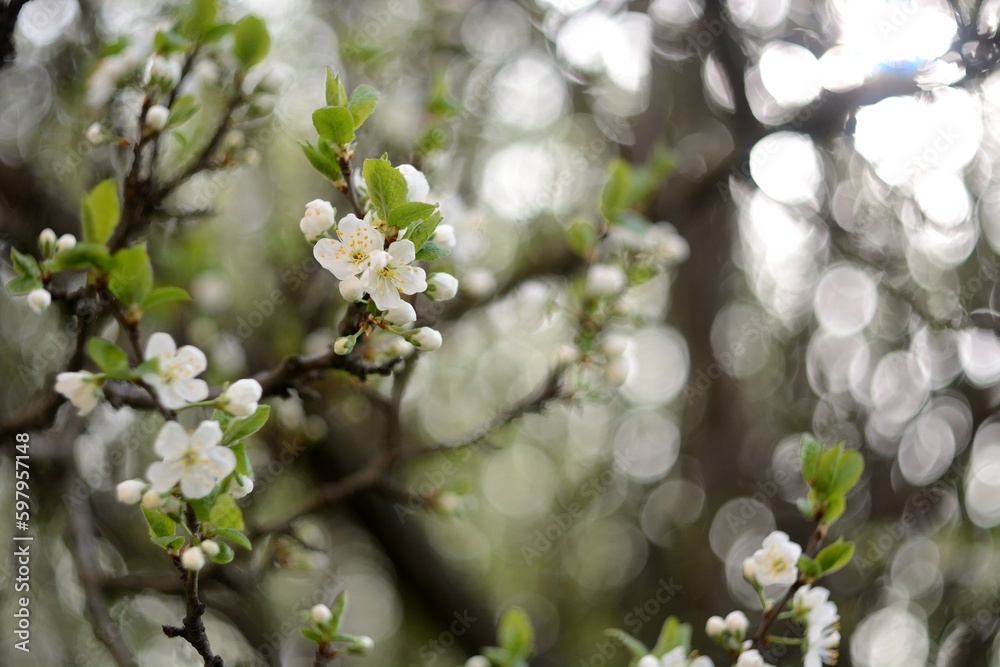 Spring flowering of fruit trees. Spring flowering of fruit trees.