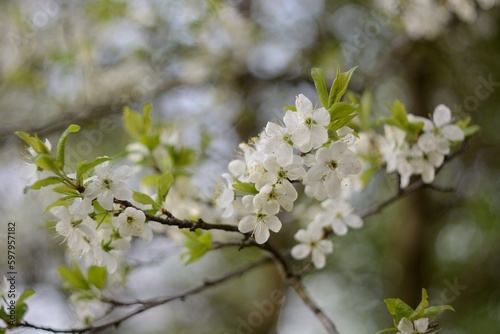 Spring flowering of fruit trees.
