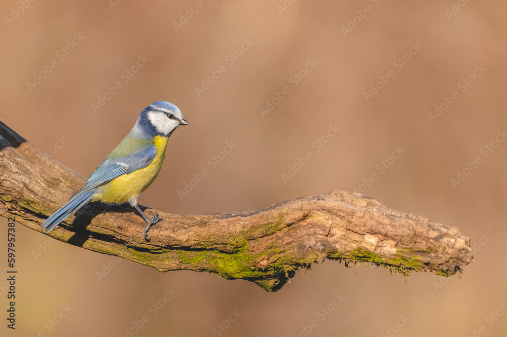 Mésange bleue