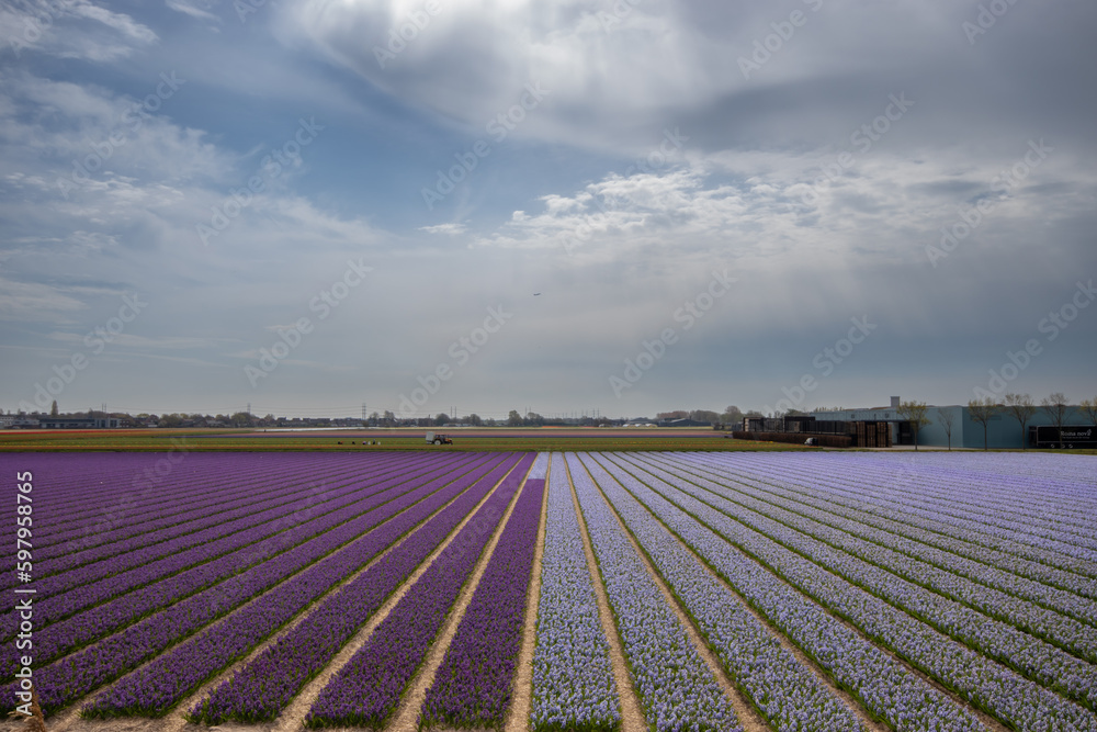 colorful dutch tulip fields