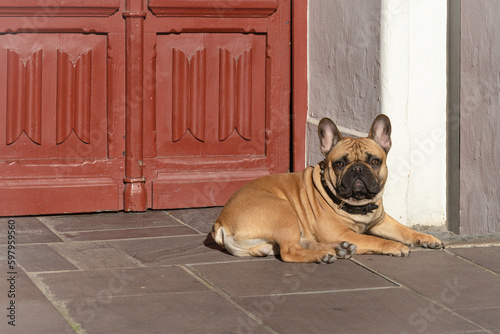 Fawn french bulldog lying down on the street. Dog breed. © Belogorodov