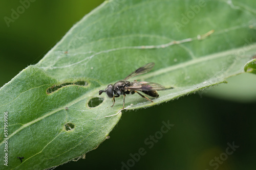 Closeup on a Smudge-winged Pipiza lugubris hoverfly, sitting on a green leaf