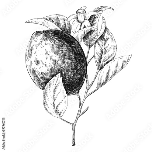 Lemon branch ink sketch vintage illustration.