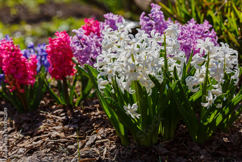 Beautiful hyacinthus blossoms in spring garden on beautiful spring background. Hyacinthus orientalis is a small genus of bulbous