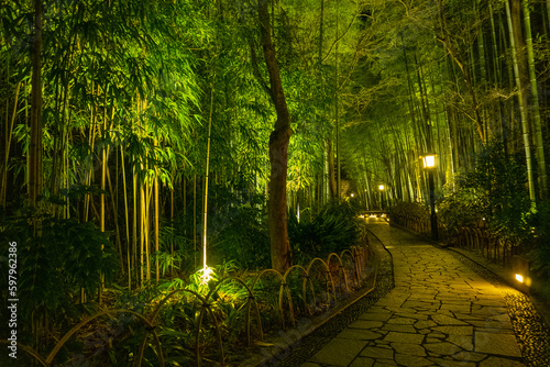 Bamboo forest path in Shuzenji, izu, Japan