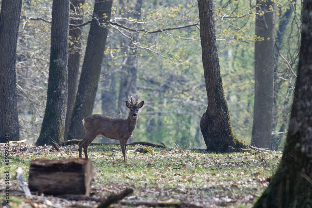 Chevreuil - Capreolus capreolus