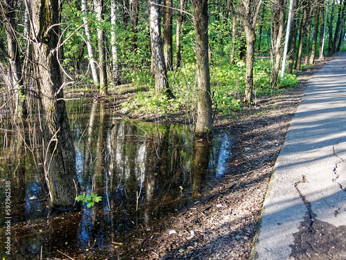 A huge puddle in the park among the trees