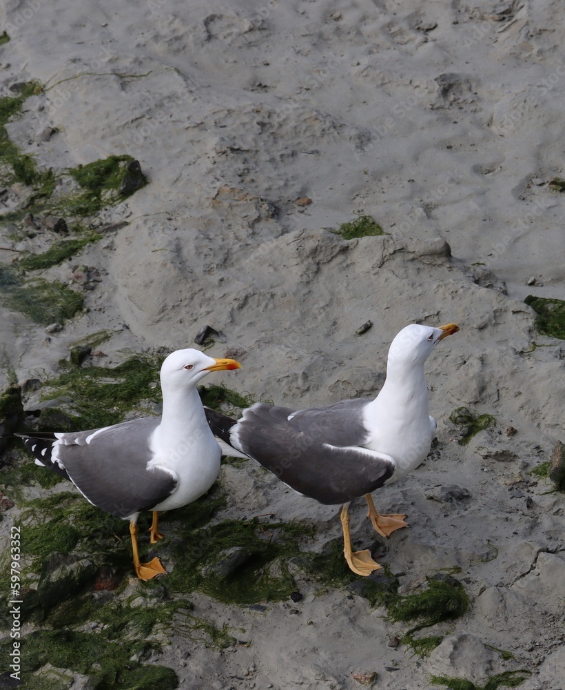 Fototapeta premium A couple of gulls