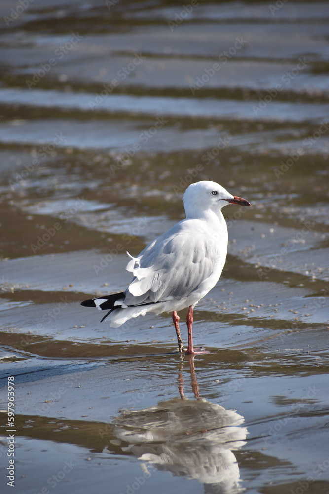 Fototapeta premium seagull on the beach
