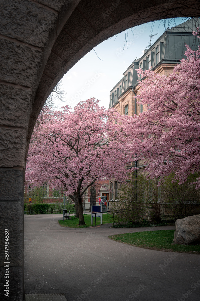 Cherry trees on full blossom next to parisian like building in Lund Sweden