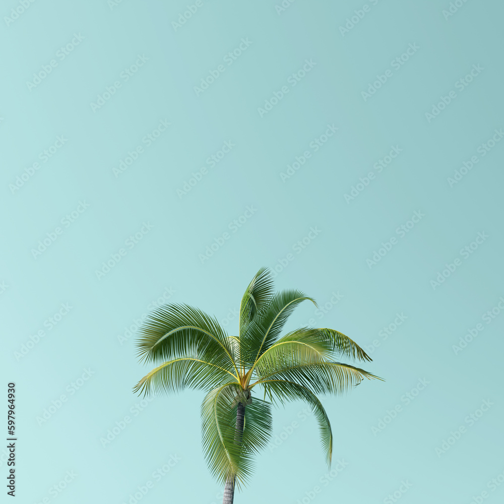 Obraz premium Coconut palm tree on blue background. 3d rendering
