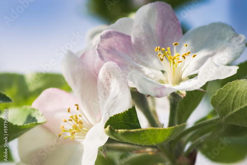 White blossoming apple trees in the sunset light. Spring season  spring colors. Delicate white apple tree flowers and green leaves close up