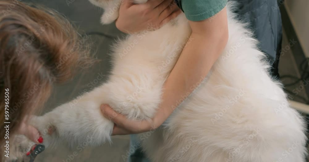 dog's owner holding, hugging his aggressive pet, cute Husky dog turned away, afraid when his nails are trimmed in grooming salon dog's owner holding, hugging his aggressive pet, cute Husky dog turned away, afraid when his nails are trimmed in grooming salon