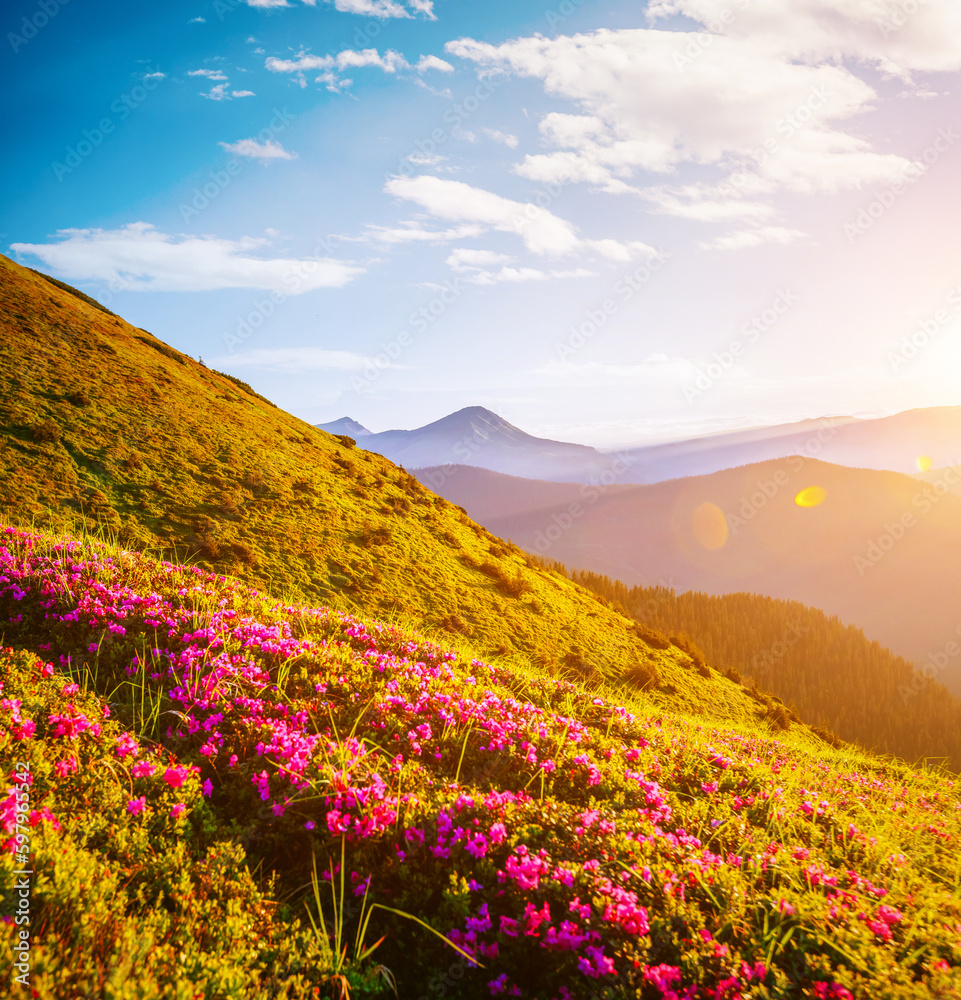 Obraz premium Attractive summer scene with flowering hills. Carpathian mountains, Ukraine, Europe.