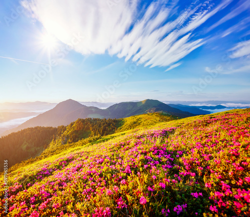 Morning scene of mountains and blooming meadows of pink rhododendron. Carpathian mountains  Ukraine  Europe.