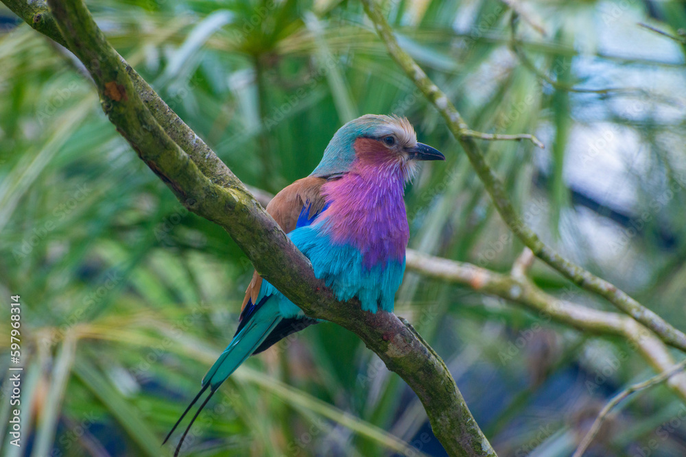 oiseau multicolore sur sa branche oiseau multicolore sur sa branche