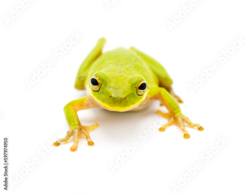 Lime Green wild Squirrel Treefrog - Hyla squirella isolated on white background front face view
