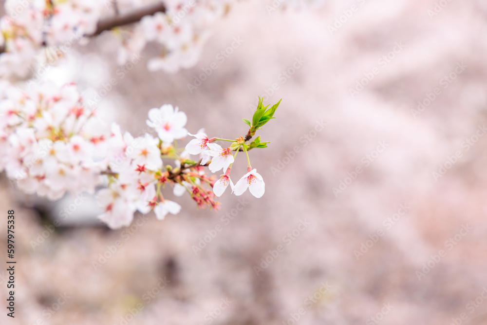 春の美しい桜の花々とピンクの背景 春の美しい桜の花々とピンクの背景