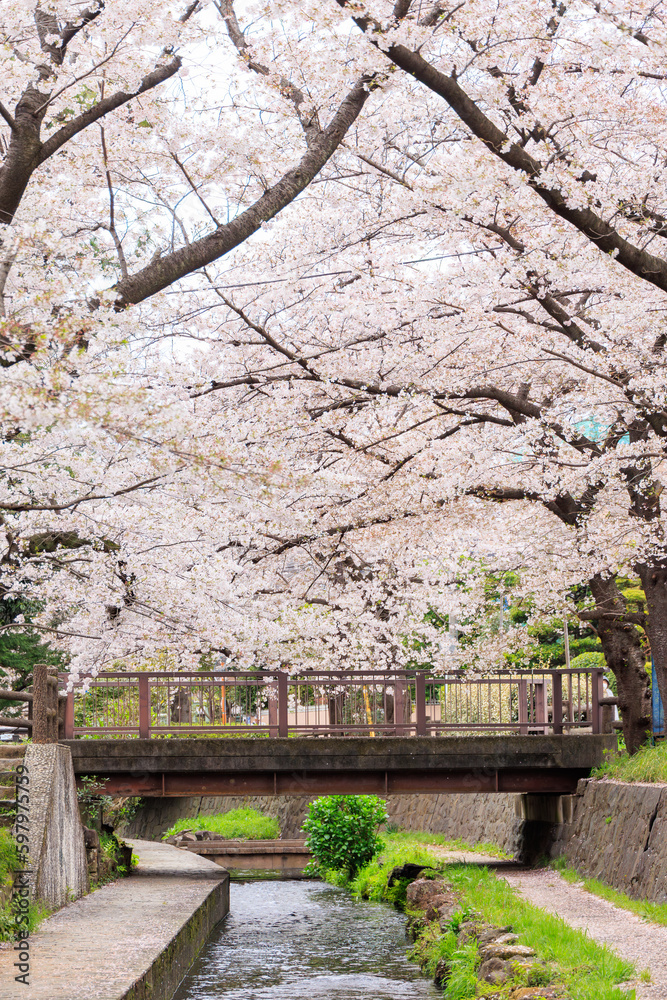 春の満開の桜並木と小川と橋
