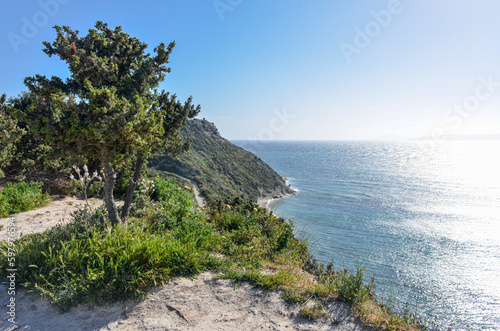 cade juniper on the cliffs ofTurkish Aegean coast in Cesme (Izmir province, Turkey)  photo