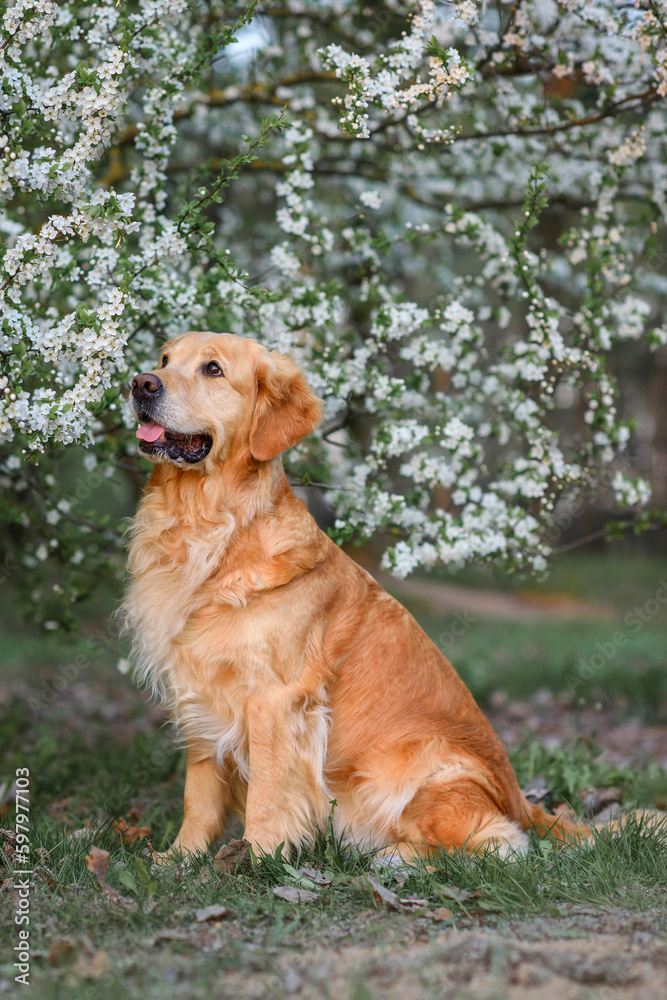 golden retriever dog in blooming sakura or cherry trees. dog in the spring in nature in the park