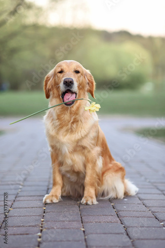 dog golden retriever in spring sits on the road in the park and holds a narcissus flower in his mouth