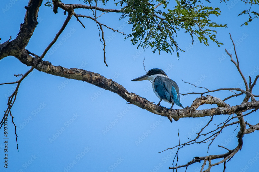 A collared kingfisher todiramphus chloris resting on a branch under the shade of tree leaves with blue sky background A collared kingfisher todiramphus chloris resting on a branch under the shade of tree leaves with blue sky background