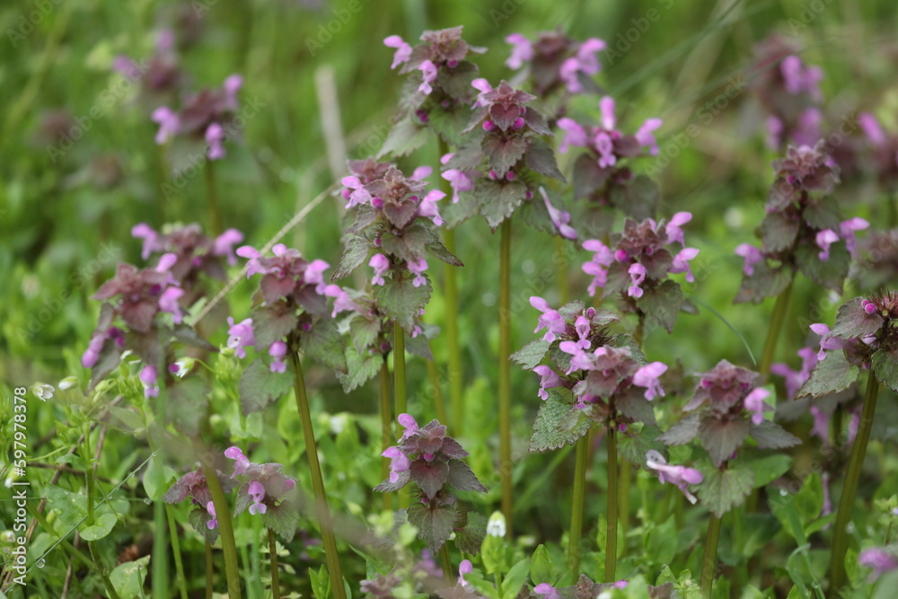 pattern of small spring wild flowers with leaves pattern of small spring wild flowers with leaves