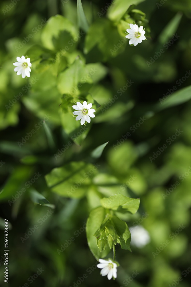 flowers in the forest
