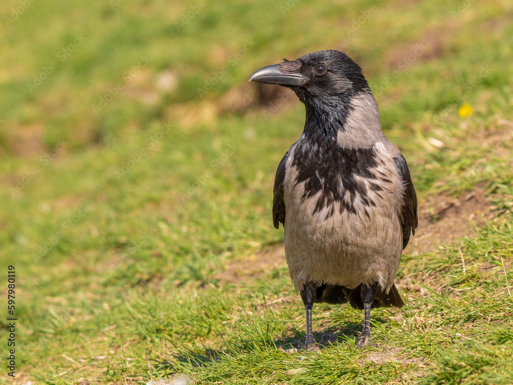 Hooded crow is standing on the grass Hooded crow is standing on the grass