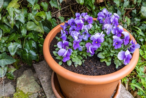Blue violets flowers grow in a concrete flowerpot