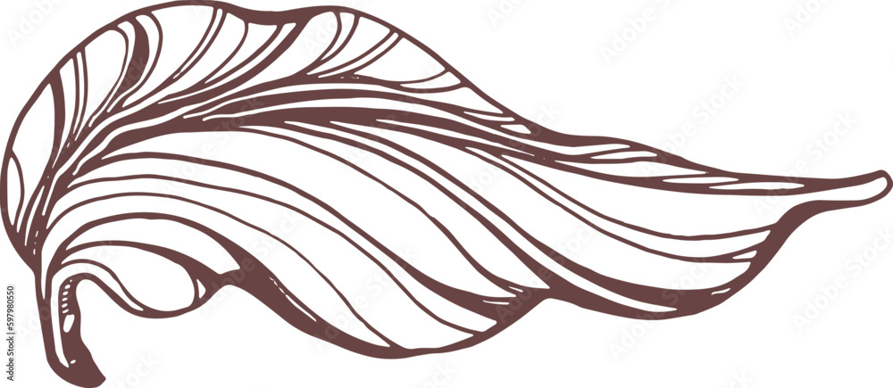 Fototapeta premium Cocoa hand drawn. Botanical sketch of bean, fruit, leaf, grain, flower in bloom. Vector retro illustration