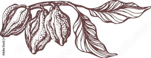 Cocoa hand drawn. Botanical sketch of bean, fruit, leaf, grain, flower in bloom. Vector retro illustration