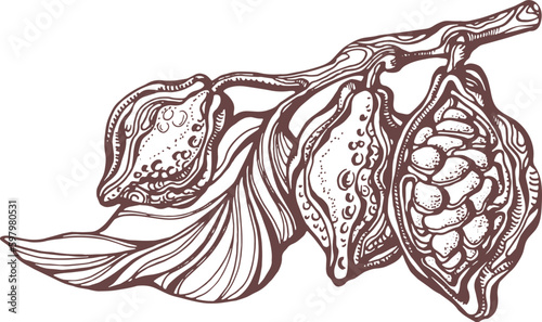 Cocoa hand drawn. Botanical sketch of bean, fruit, leaf, grain, flower in bloom. Vector retro illustration