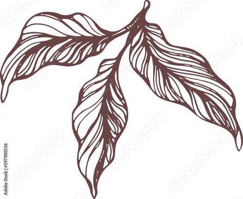 Cocoa hand drawn. Botanical sketch of bean, fruit, leaf, grain, flower in bloom. Vector retro illustration