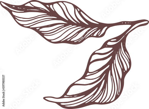 Cocoa hand drawn. Botanical sketch of bean, fruit, leaf, grain, flower in bloom. Vector retro illustration