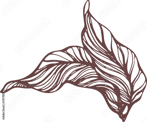 Cocoa hand drawn. Botanical sketch of bean, fruit, leaf, grain, flower in bloom. Vector retro illustration
