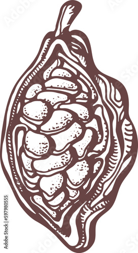 Cocoa hand drawn. Botanical sketch of bean, fruit, leaf, grain, flower in bloom. Vector retro illustration