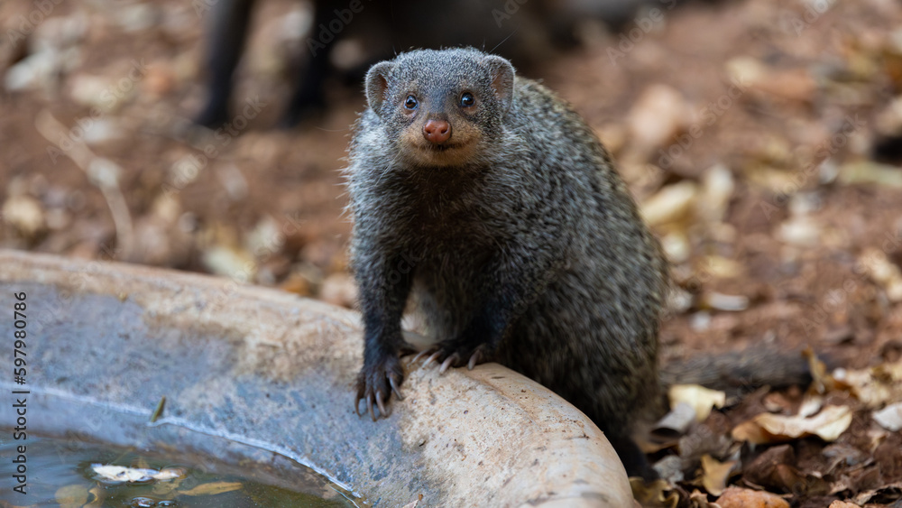 the banded mongoose is on high alert the banded mongoose is on high alert