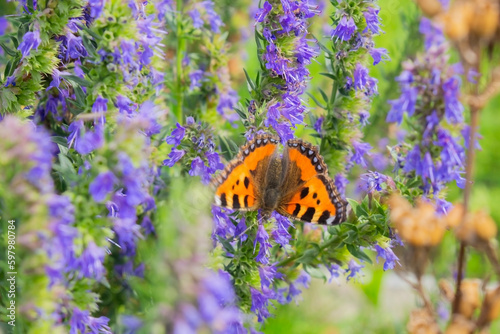 Orange butterfly sitting on a purple flower