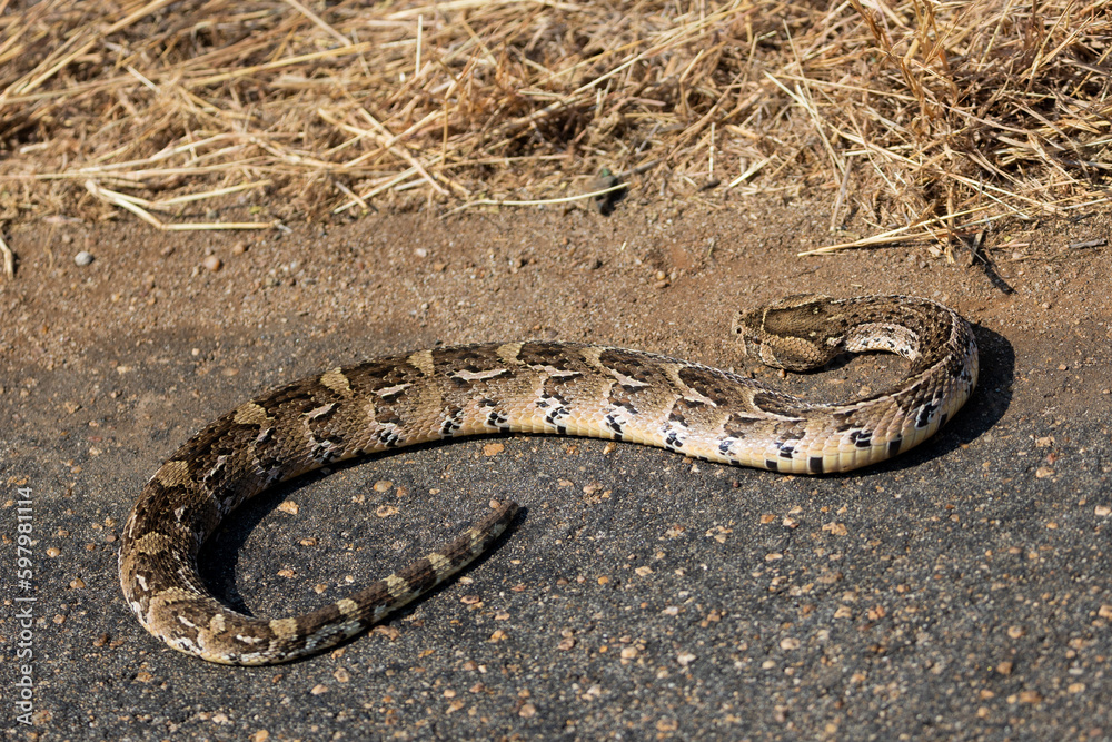 Obraz premium a puff adder warming up on the road