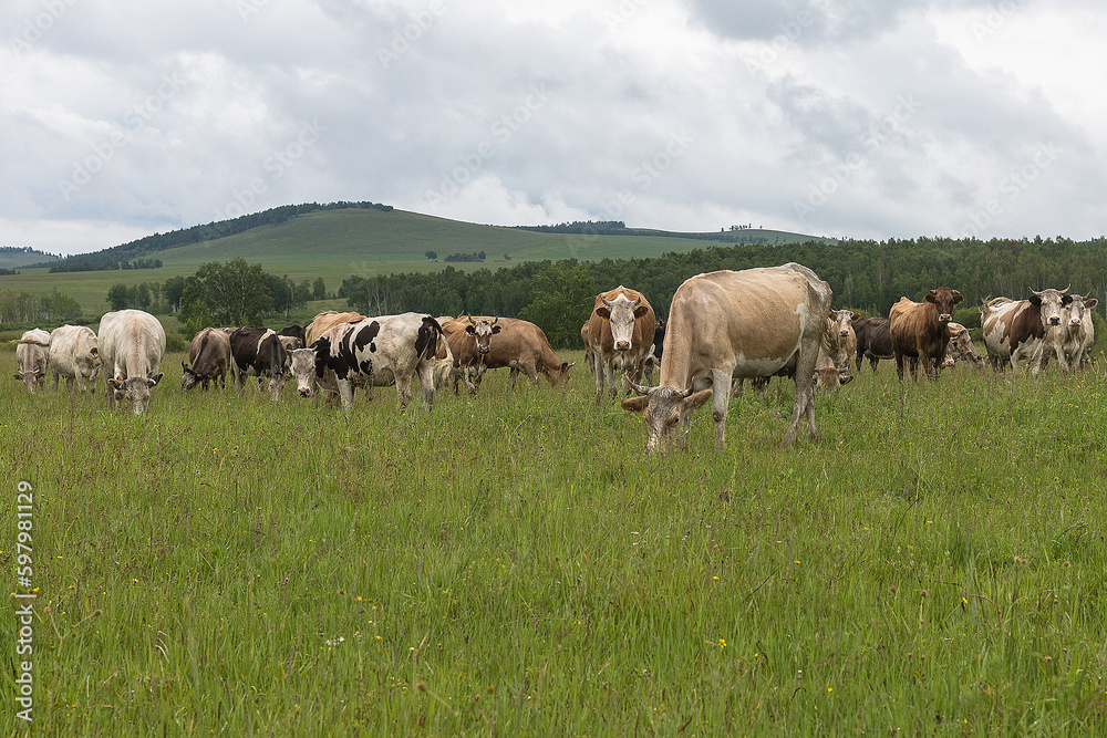Cows of all stripes graze in a meadow against the background of mountains and blue sky. The concept of farming, cattle breeding,agriculture. Cows of all stripes graze in a meadow against the background of mountains and blue sky. The concept of farming, cattle breeding,agriculture.