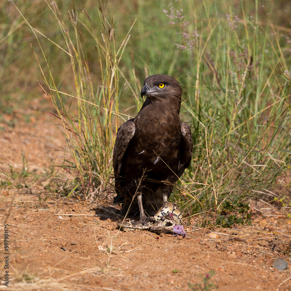 Fototapeta premium a brown snake eagle killing a puff adder snake