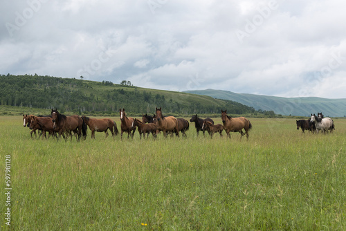 Fototapeta Naklejka Na Ścianę i Meble -  Wild horses run across the field