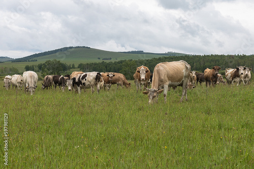 Fototapeta Naklejka Na Ścianę i Meble -  Cows of all stripes graze in a meadow against the background of mountains and blue sky. The concept of farming, cattle breeding,agriculture.