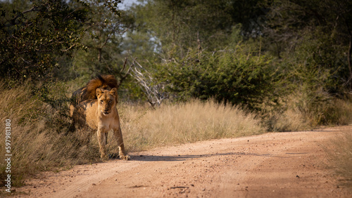 a mating pair of lions