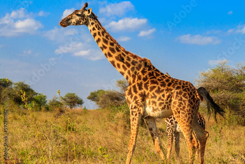 Giraffe in savanna in Serengeti national park in Tanzania. Wild nature of Tanzania, East Africa © olyasolodenko
