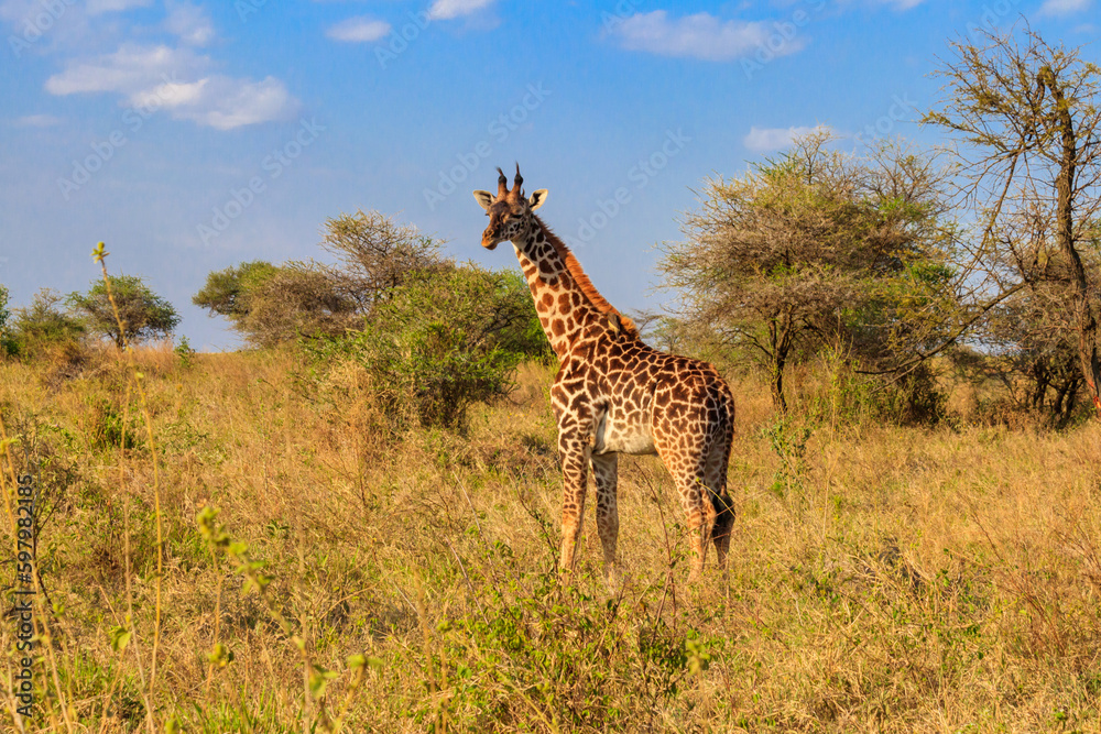 Giraffe in savanna in Serengeti national park in Tanzania. Wild nature of Tanzania, East Africa Giraffe in savanna in Serengeti national park in Tanzania. Wild nature of Tanzania, East Africa
