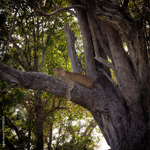 Leopard resting in a leadwood tree
