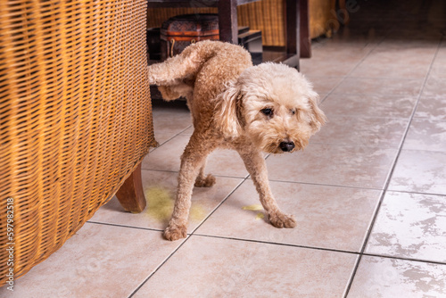 Photo Male poodle pet dog pee urinate inside home onto furniture to mark territory